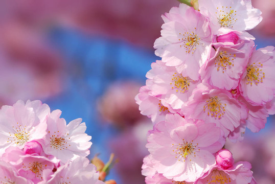 櫻花