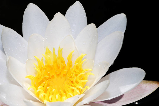 白蓮花