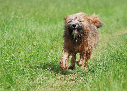 西藏梗犬