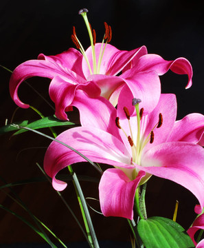 百合花