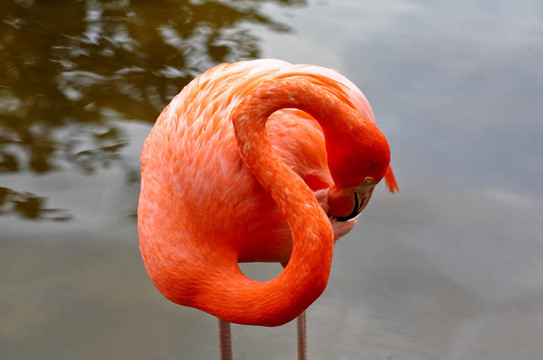 在佛羅里達(dá)州的一個(gè)公園，紅色的火烈鳥(niǎo)