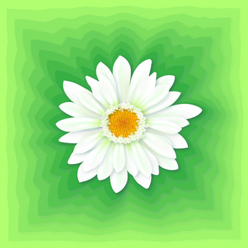 白色的鮮花