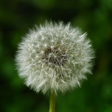 白色的蒲公英