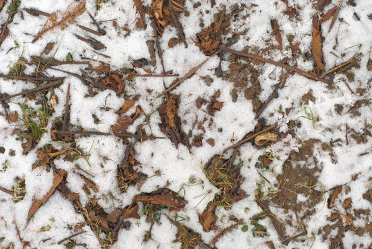雪與葉地抽象