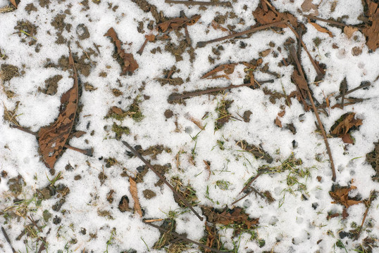 雪與葉地抽象