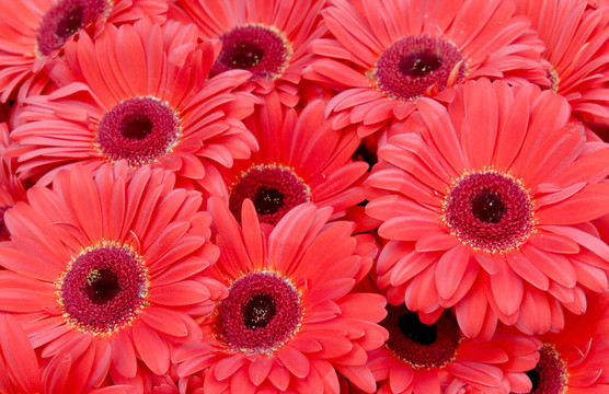 紅菊花