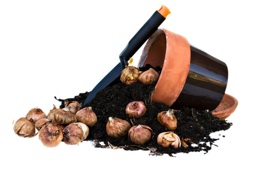 Clay Pots和花燈泡