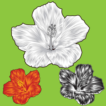 芙蓉花的變化