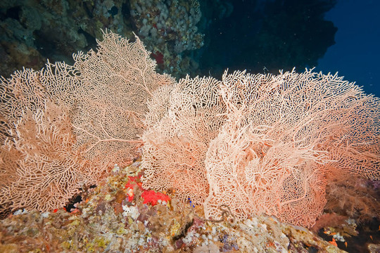 珊瑚和魚