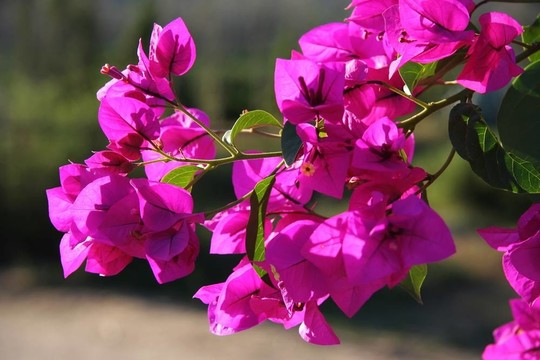 三角梅的花
