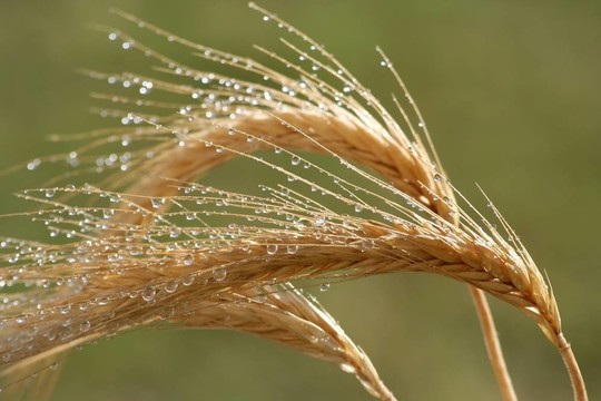 小麥耳朵和水滴