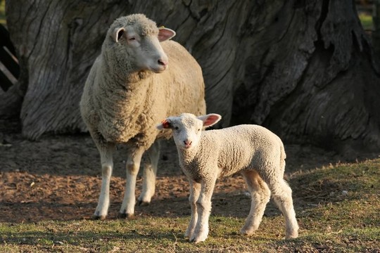 Marino Lamb和Ewe