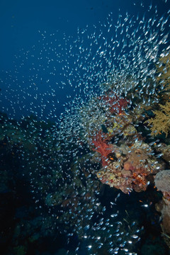 珊瑚和魚