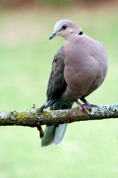 環(huán)頸斑鳩