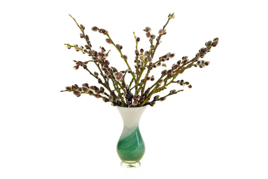 catkin 11