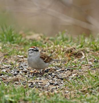削Sparrow