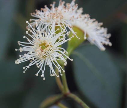 桉樹樹花