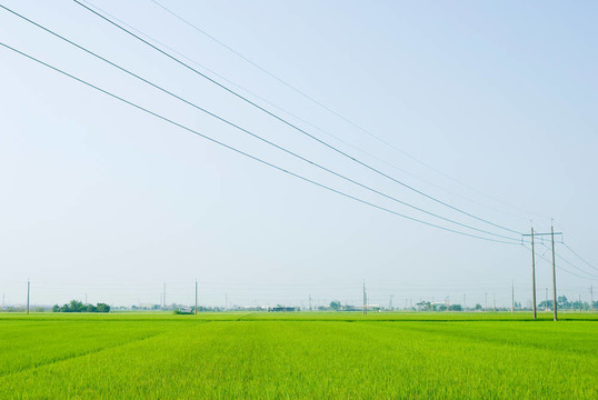 綠色的田野