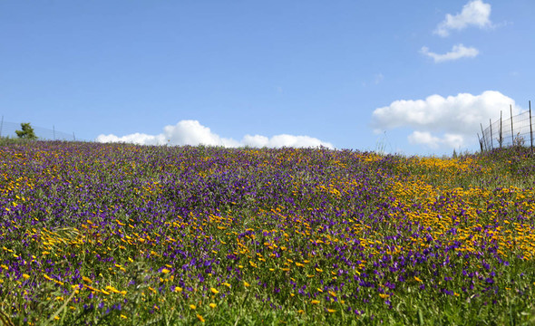 田野的花