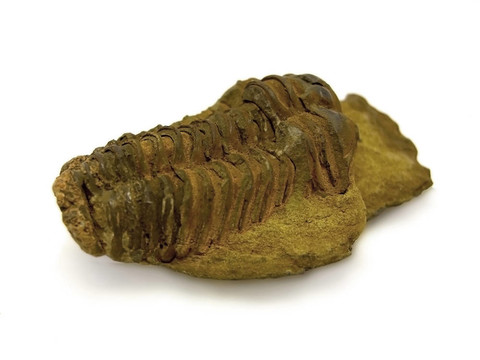 三葉蟲(chóng)化石