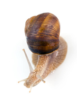 蝸牛
