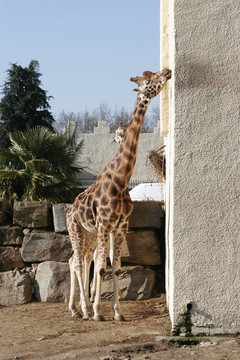 gireffa