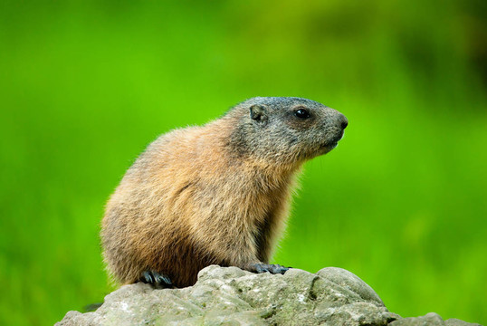 高山土撥鼠（lat. Marmota marmota）
