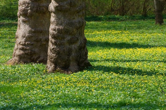 公園