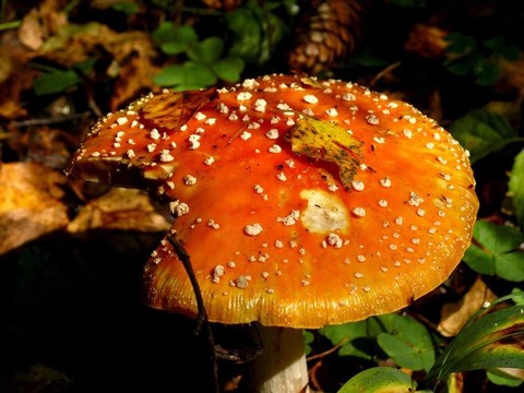 蘑菇。粉木耳。羊肚菌。