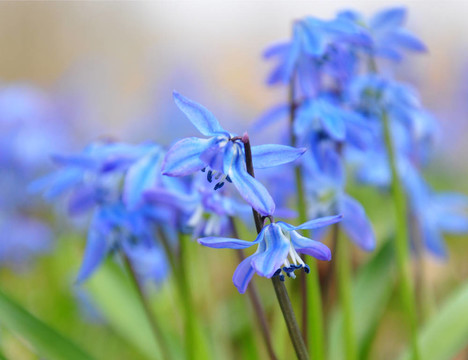 海蔥花
