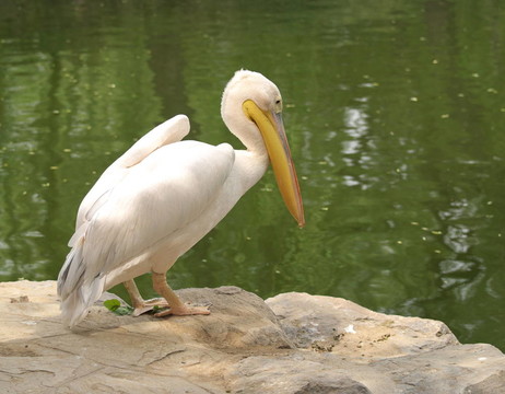 鵜鶘