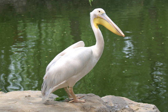 鵜鶘