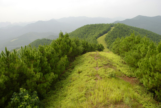 山林防火道