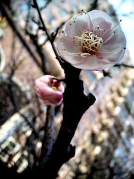 梅花
