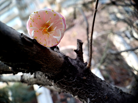 梅花