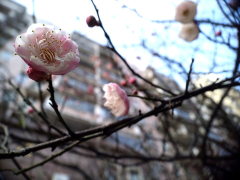 梅花