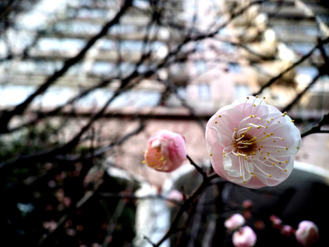 梅花