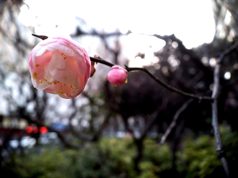 梅花