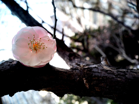 梅花