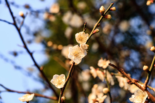 白梅花 梅花 白梅 梅枝 花蕾