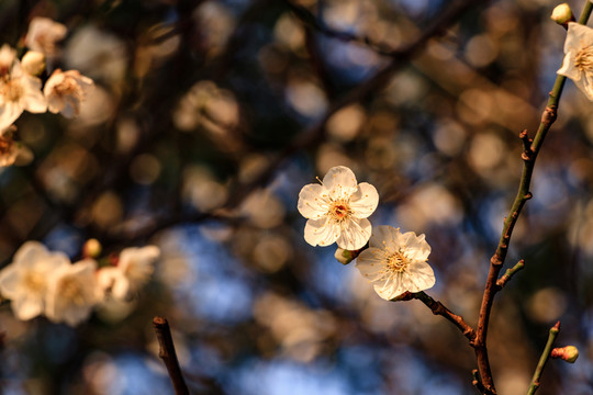 白梅花 梅花 白梅 梅枝 花蕾