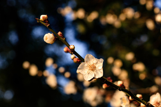 白梅花