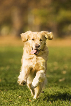 金毛獵犬