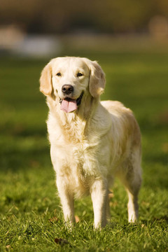 金毛獵犬