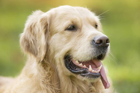 金毛獵犬