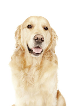 金毛獵犬