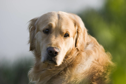 金毛獵犬