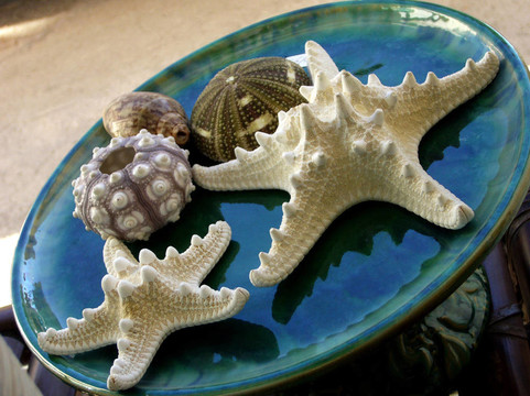 海星和貝殼