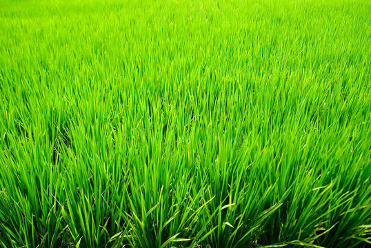 Green Rice的背景