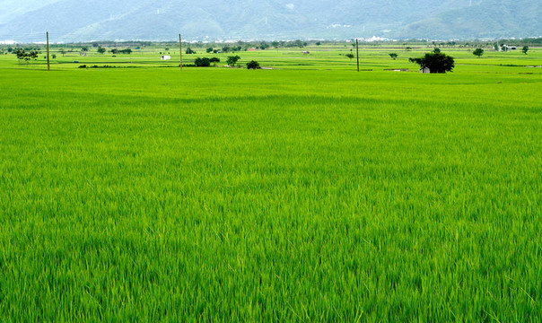 Green Rice的背景
